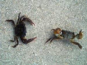 カニカニカニカニカニカニカニカニカニカニカニカニカ